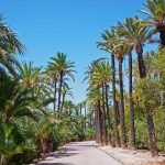 Palmeraie d'Elche en Espagne