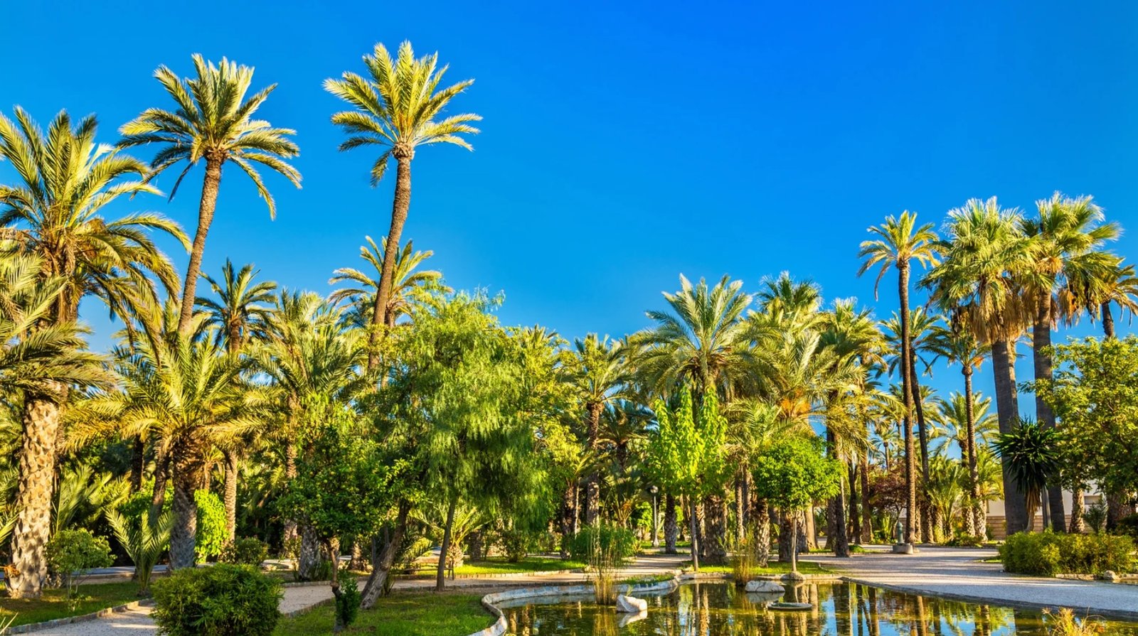 Vue de palmiers à Elche en Espagne