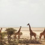 Afrique voyage : quelles destinations explorer en priorité ?