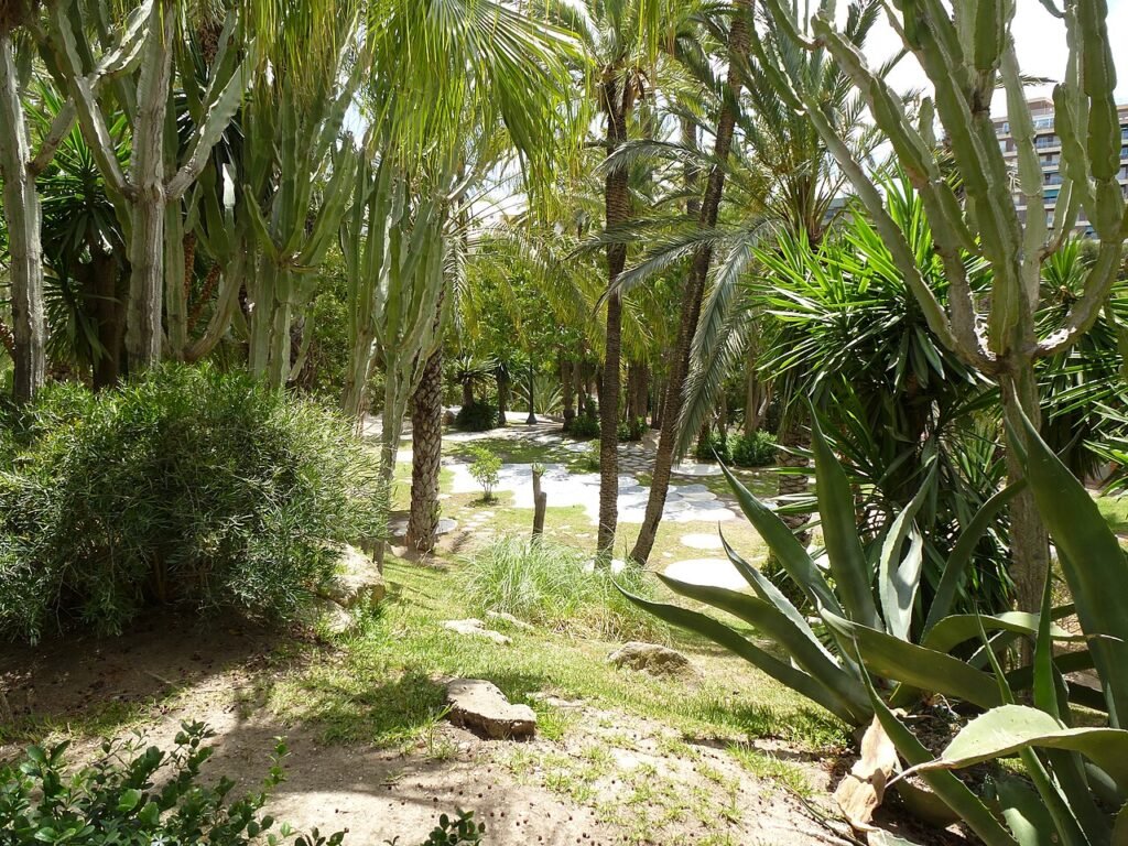 Visiter la palmeraie d’Elche : horaires, tarifs et conseils