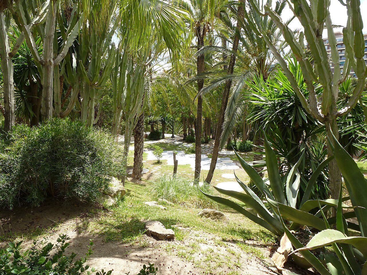 Visiter la palmeraie d’Elche : horaires, tarifs et conseils